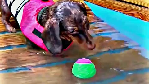 😂😆 "This Dog Just Invented Comedy!" 😂😆