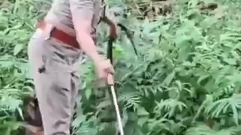 Police officer caught the king cobra