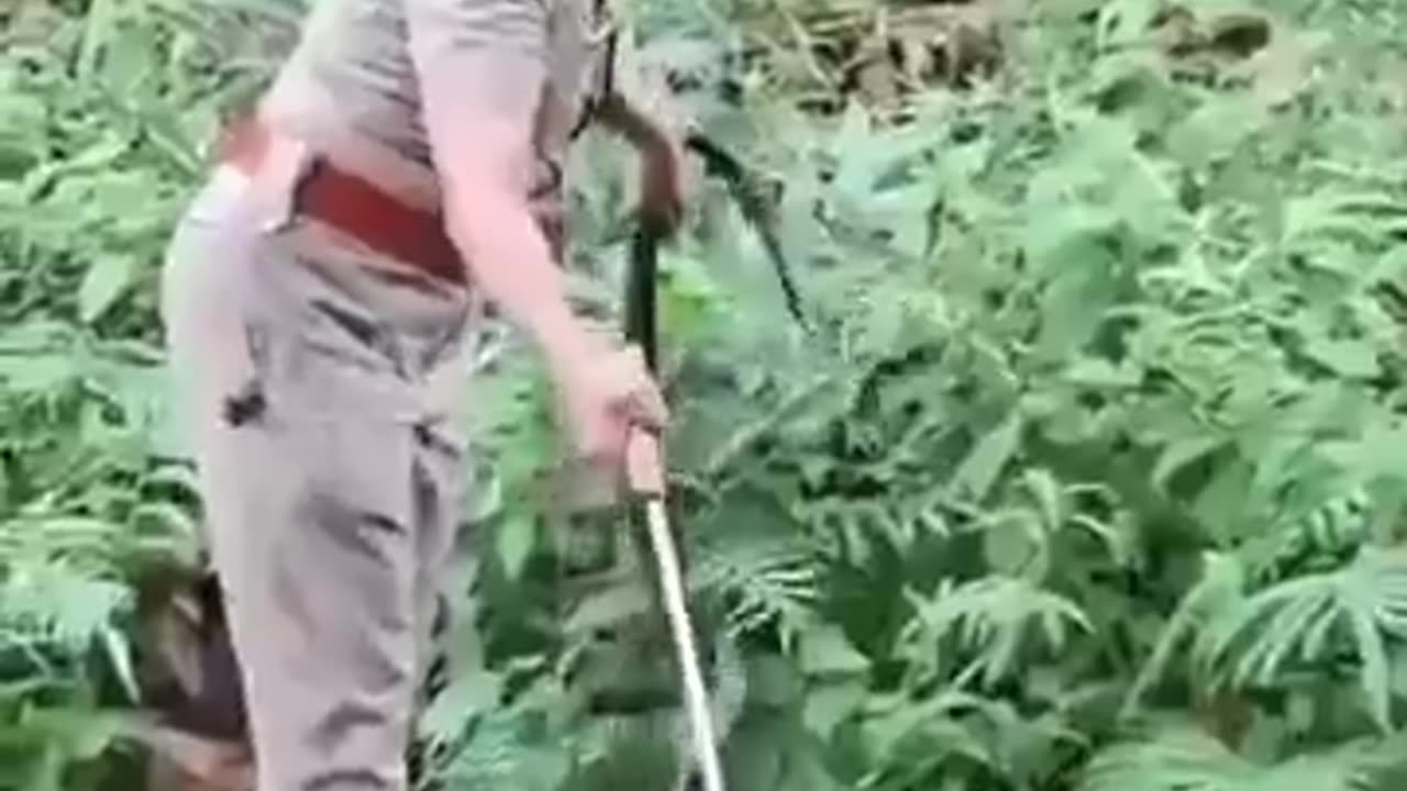 Police officer caught the king cobra