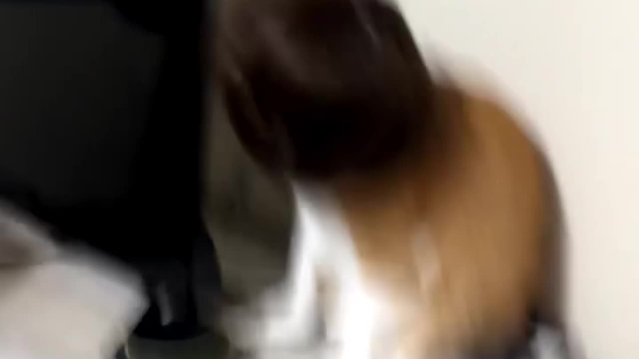 Curious Kitty's Daily Adventures