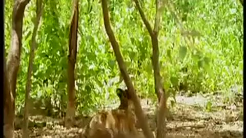 🐒🐯 Legendary Monkey Outsmarts Tigers! | FunFM