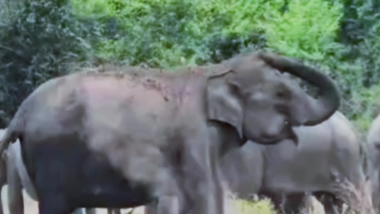 angry elephant video asian elephant video