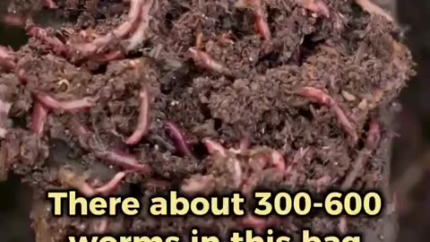 Worm composting directly in the garden bed simplifies vermicomposting.