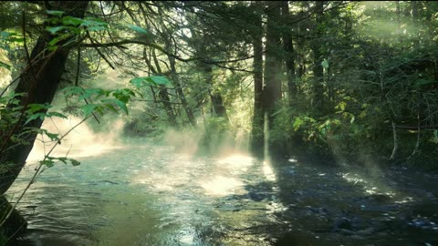 Forest Meditation Music | Deep Relaxation with Nature Sounds