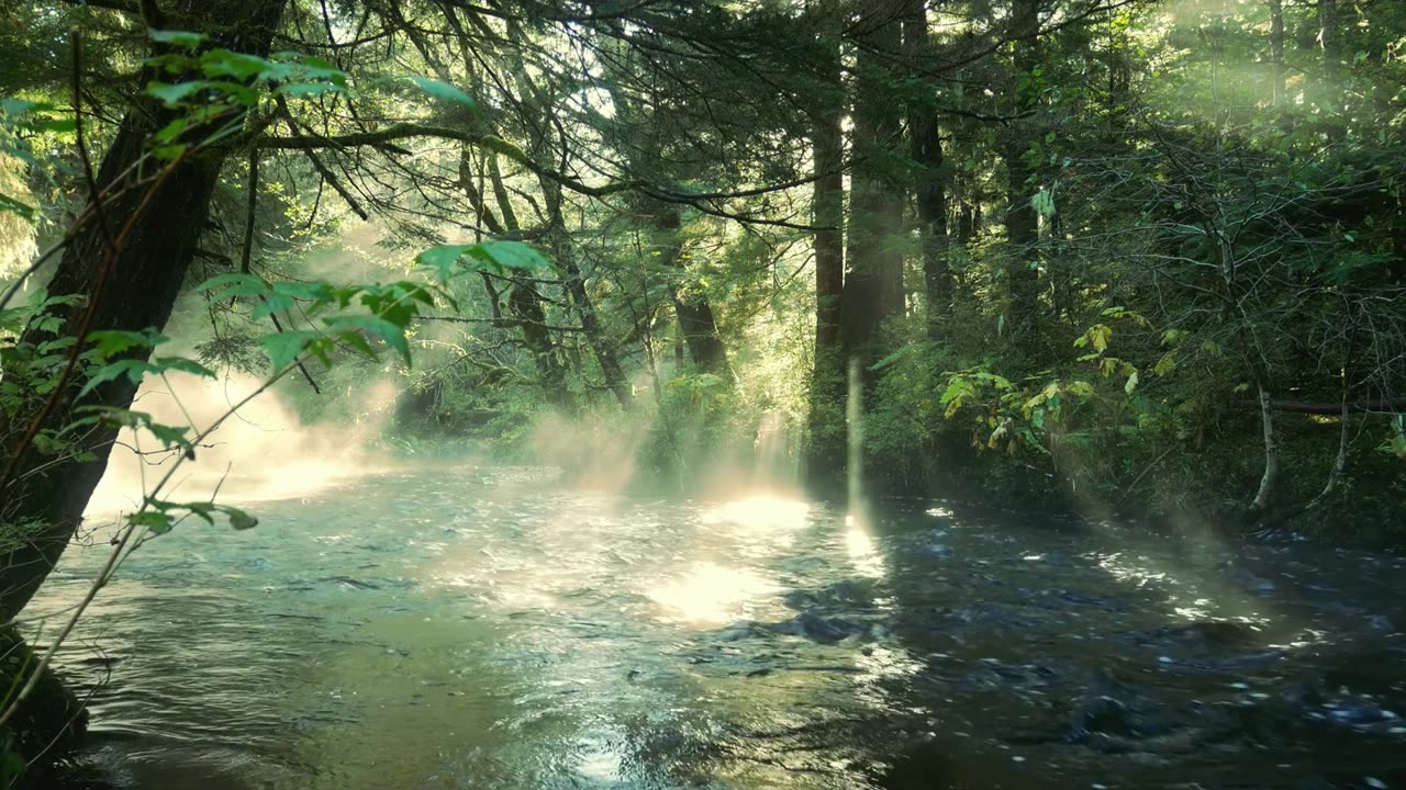 Forest Meditation Music | Deep Relaxation with Nature Sounds