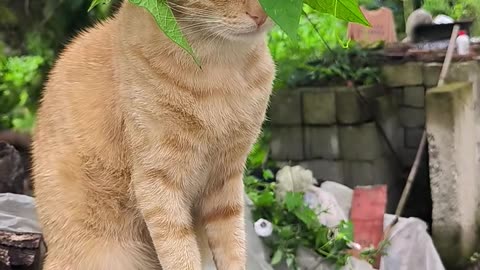 Orange cat with a flower crown fed up with his owner lol