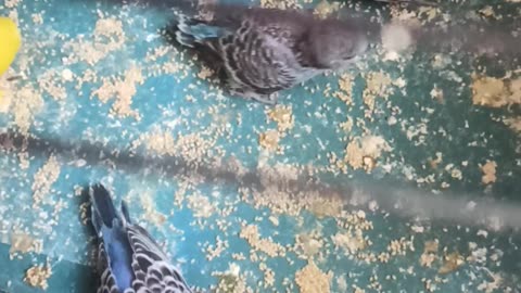 Funny Animal Videos