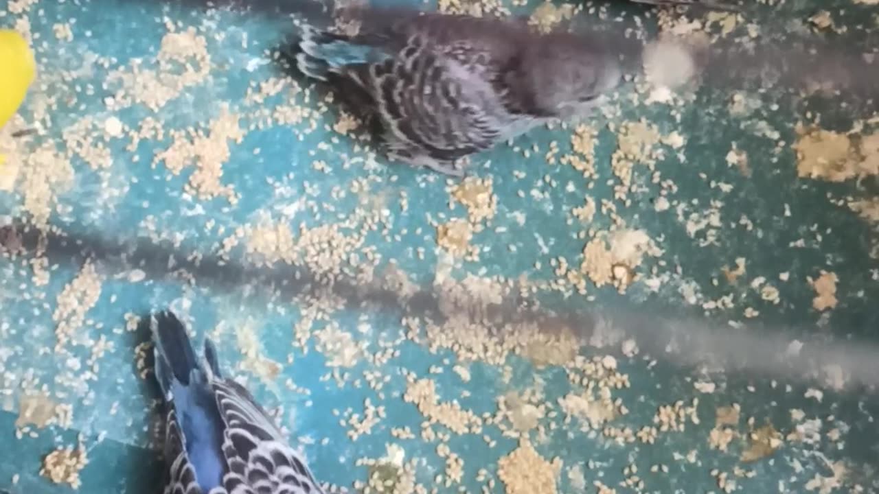 Funny Animal Videos