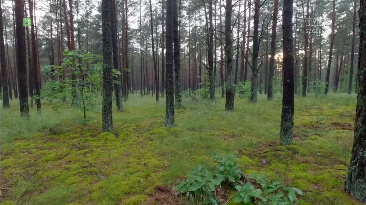 TVP3SZCZECIN - ??-12-2024 - Filler, Ident