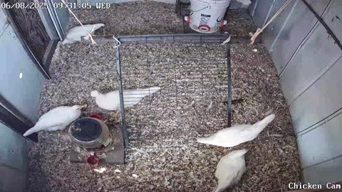 Millar Time Chicken Cam