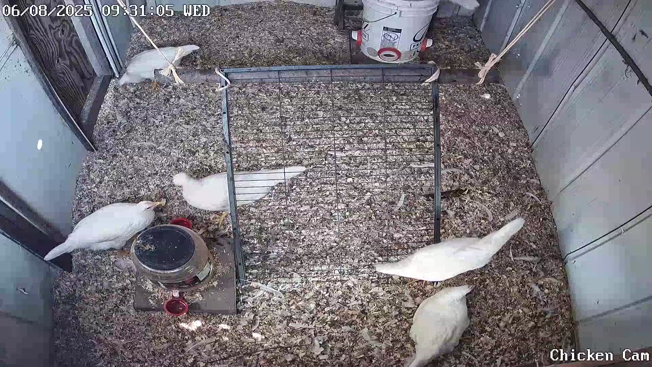 Millar Time Chicken Cam