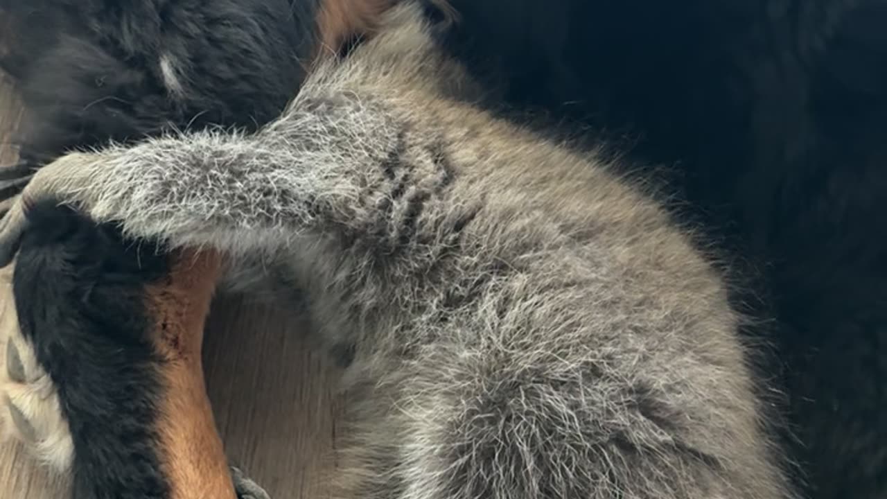 Raccoon Trying to Get Tucked in for Nap Time