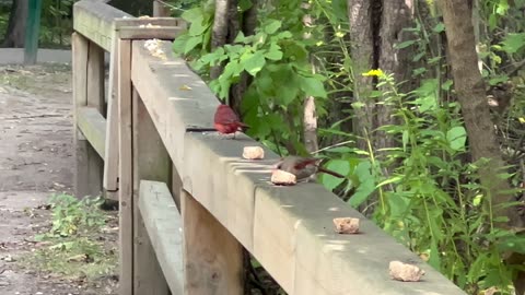 Cardinals grabbing food for their hungry juveniles