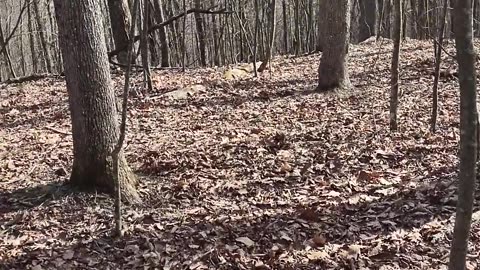 Hiking in Shawvers Run Wilderness on Middle Mountain