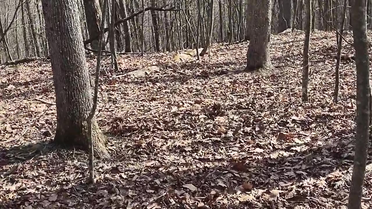 Hiking in Shawvers Run Wilderness on Middle Mountain