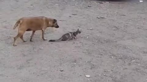 😂🐾 You Won't Believe This Cat Hunt! | FunFM