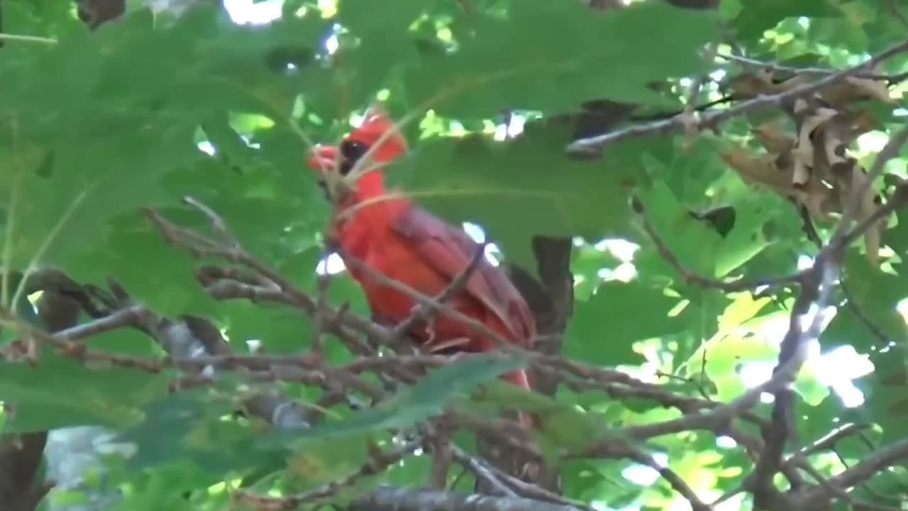Cardinal