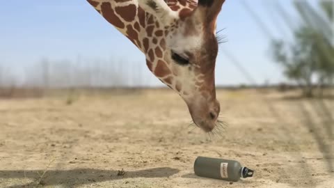 0:54 Now playing Giraffe Vs Elephant fight for Water