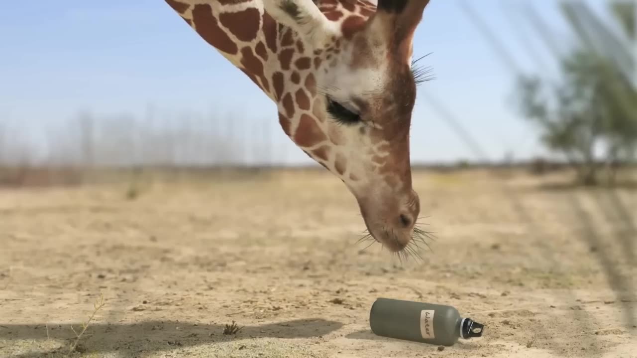 0:54 Now playing Giraffe Vs Elephant fight for Water