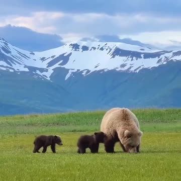 Mama bear and baby cubs