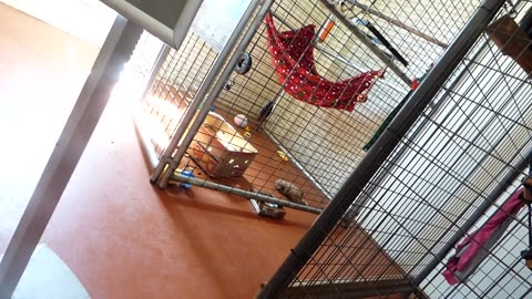 Tracy explains anteaters