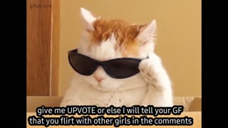 😂🐈 This Cat's Meow is HILARIOUS! | FunFM