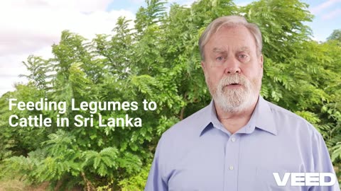 Revolutionize Dairy Farming with Fodder Legumes