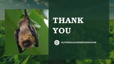 Bat Be Gone Professional Solutions for Humane Bat Removal