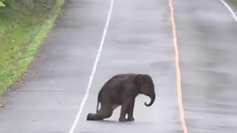 Elephants Cross Way