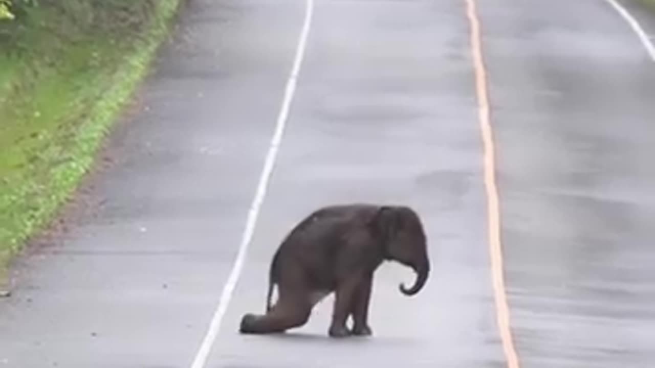 Elephants Cross Way