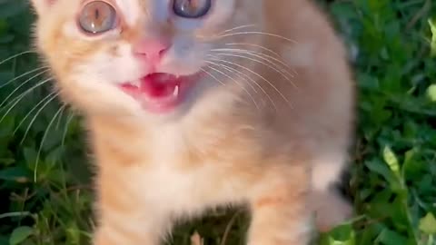 Cat moew attract cats 😻
