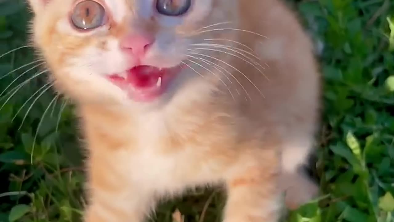 Cat moew attract cats 😻