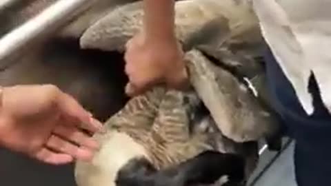 Migrants take a goose from a lake in London to kill and cook. Not all cultures are equal.