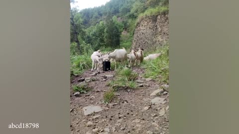 Funniest Animals