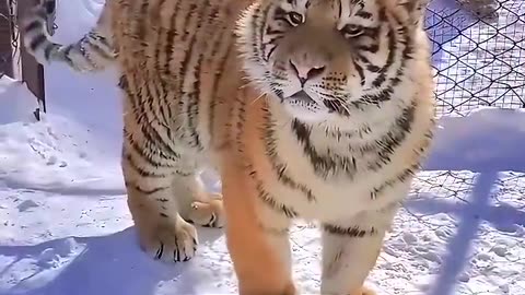 Little Tiger| Cute Tiger |
