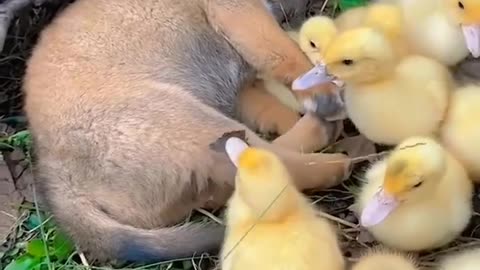 Puppy naps with ducklings 🐶🦆
