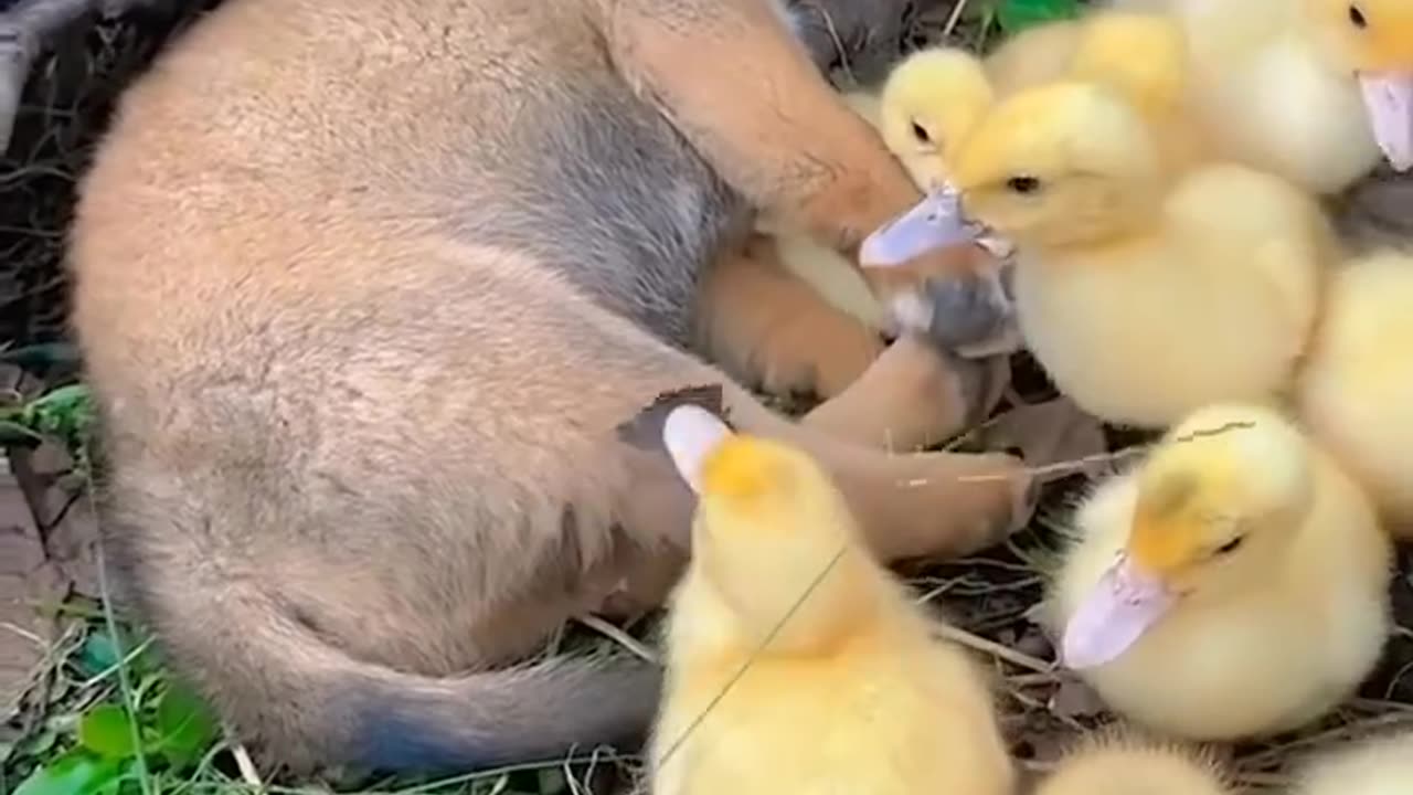 Puppy naps with ducklings 🐶🦆