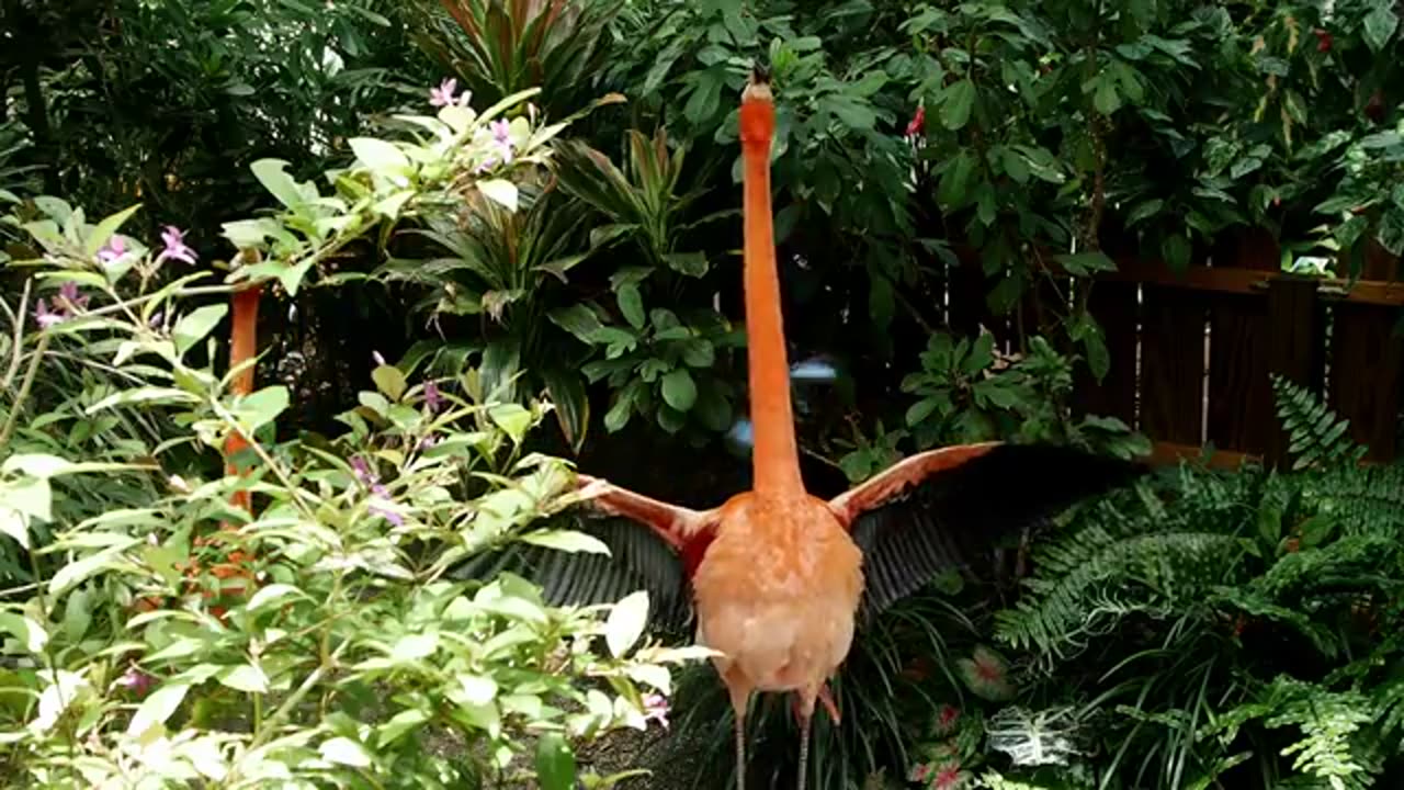 The biggest amazing birds of the world/Birds of Rainforest/