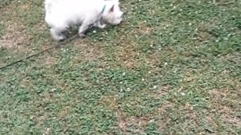 dog