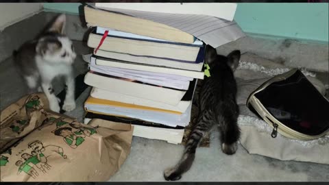 27th July Kitten Vlogs Patch Alt purring books