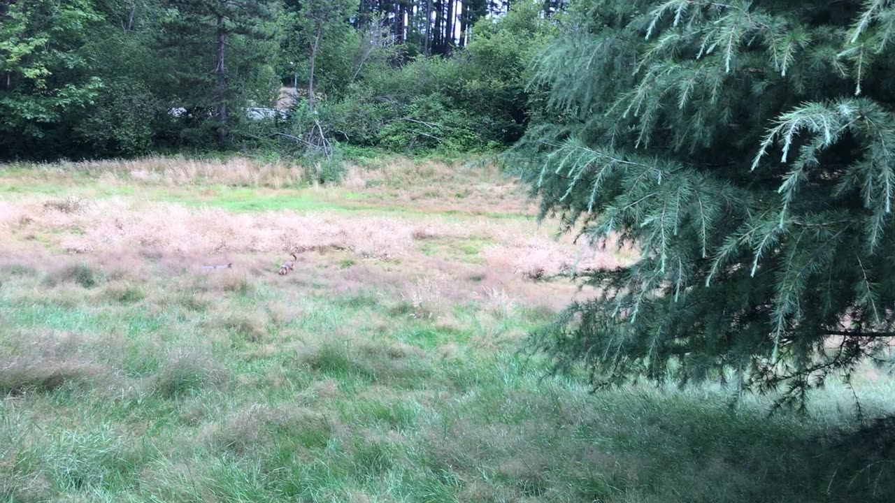 exploring Waynes