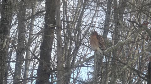 Red-shouldered hawk