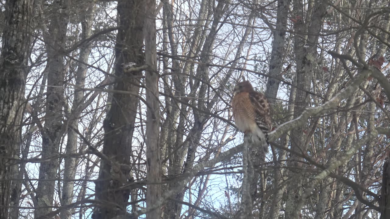 Red-shouldered hawk