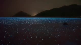 What bioluminescence looks like In the rain A sea of stars