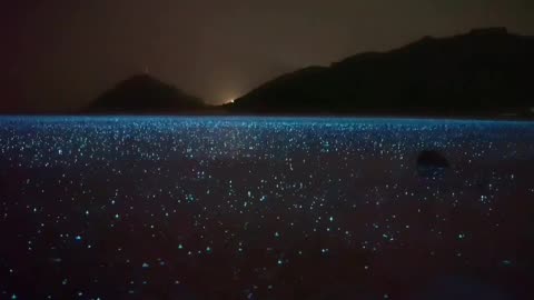 What bioluminescence looks like In the rain A sea of stars