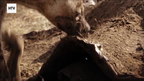 Jungle Pulse: Where Nature Never Sleeps