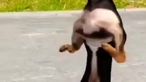 Animal funny videos