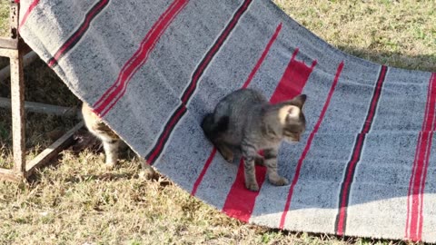 Funny Cat PART 7