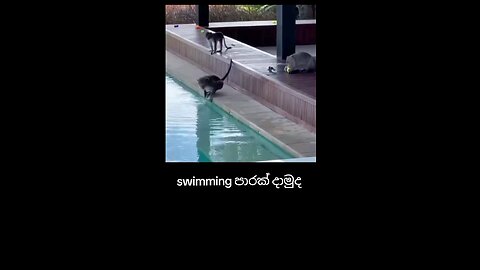 monkey swimming