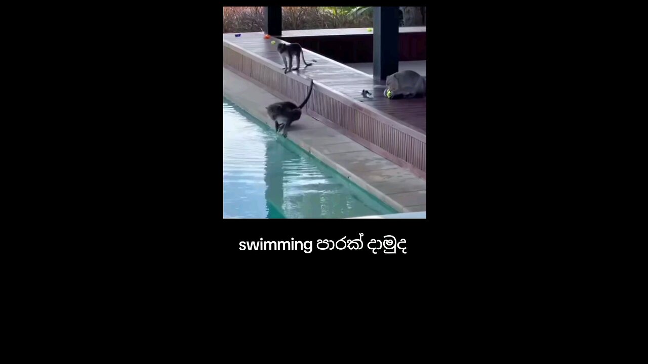 monkey swimming